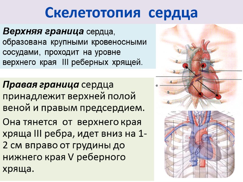 Скелетотопия  сердца Правая граница сердца принадлежит верхней полой веной и правым предсердием. 